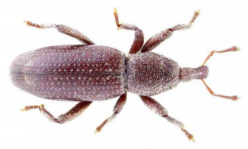 Torneuma liguricum